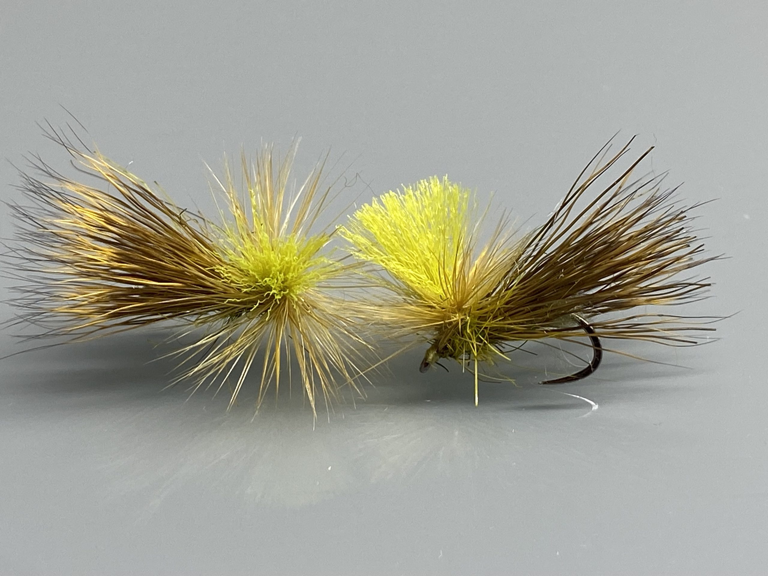 Taban Olive